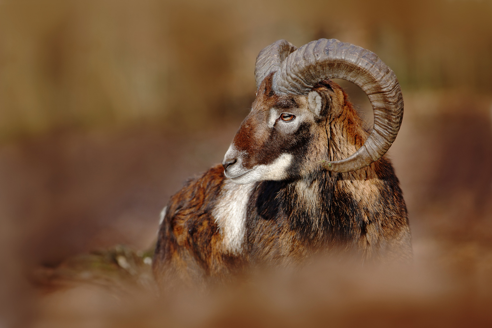 Mouflon, Ovis orientalis, forest horned animal in the nature hab