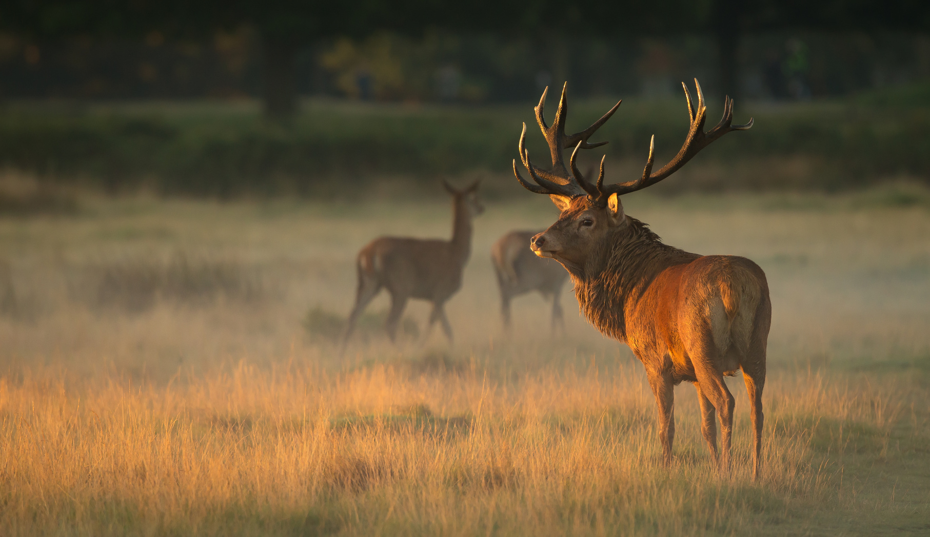 Red Deer Stag at dawn