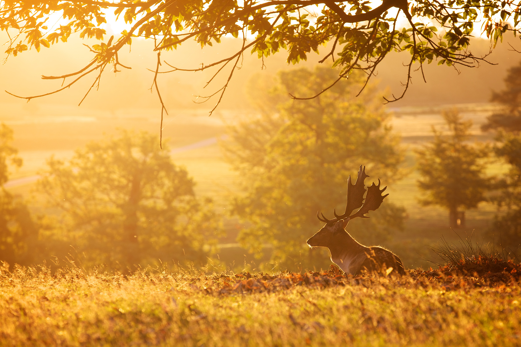silhouetted fallow deer buck