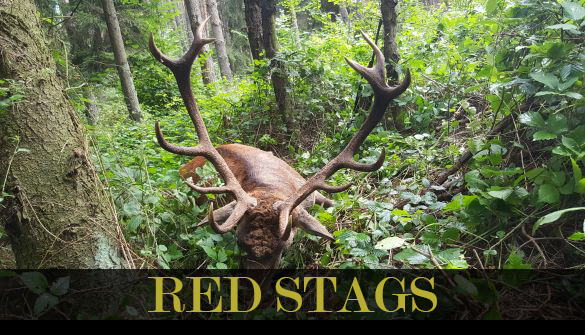 Red_Stags-thubnail