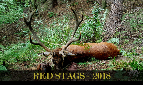gallery-redstags-2018-thubnail