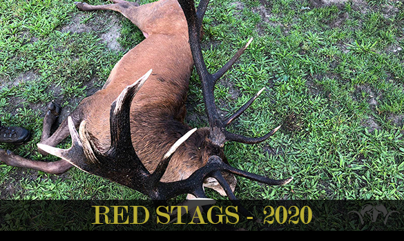 gallery-redstags-2020-thubnail