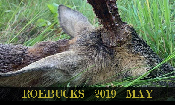 roebucks-2019-may
