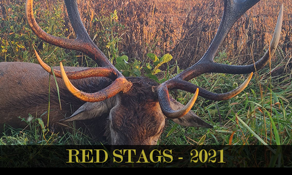 argali gallery thubnail - red stags 2021