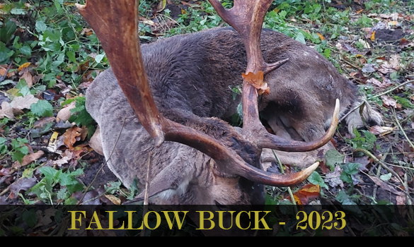 fallow buck 2023