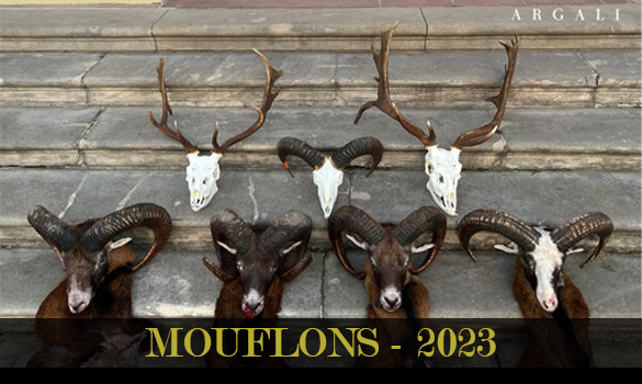 mouflons_2023