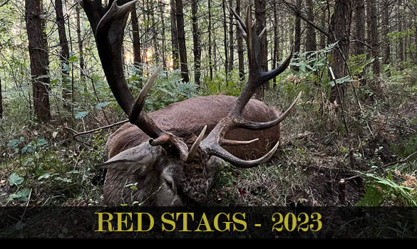 red stags 2023