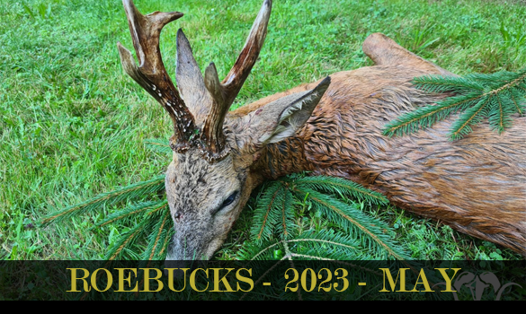 roebucks 2023 may